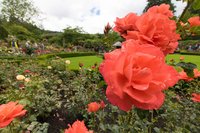 Rozen